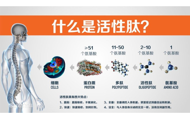 肽，對身體的十大益處